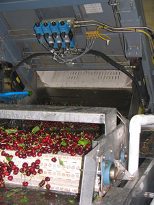 Bins of cherries being dumped into the water