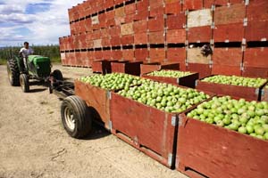 Full apples bins