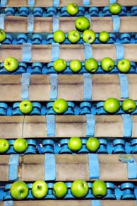Apples being sorted