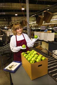 Inspecting apples